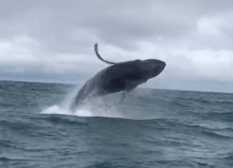 Screen Shot 2018-09-29 at 9.26.09 AM